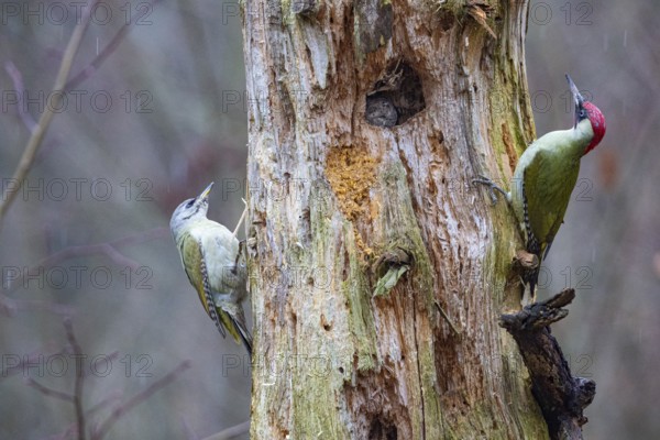 Grey-headed Woodpecker (Picus canus) wbl and Green Woodpecker (Picus viridis) ml Germany