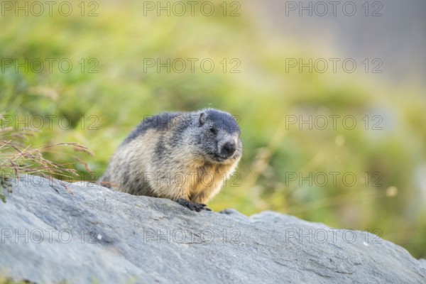 Alpine marmot (Marmota marmota) youngster in autumn, Grossglockner, High Tauern National Park, Austria, Europe