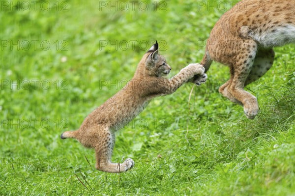 Eurasian lynx (Lynx lynx) youngster on a meadow, Bavaria, Germany, Europe
