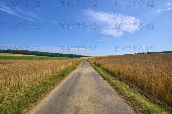 Long field path through cornfields under a blue sky with light clouds, summer, Retzstadt, Main Spessart district, Bavaria, Germany, Europe