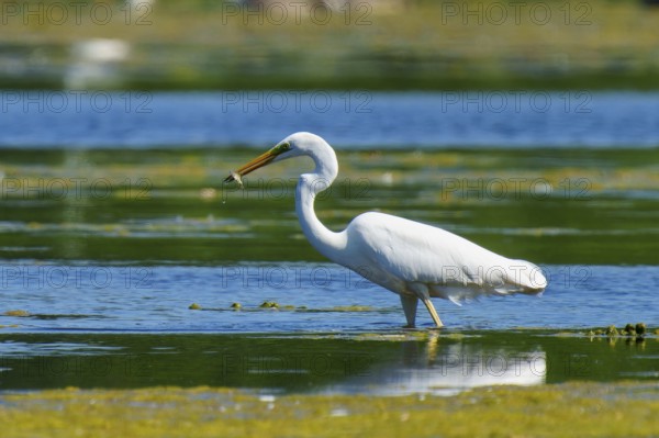 The heron holds a fish in its beak at the water's edge, Great White Egret (Ardea alba, Syn.: Casmerodius albus, Egretta alba), wildlife, Germany, Europe