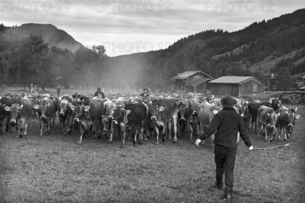 Allgäu cows are collected in the valley for cattle seperation, Hinterstein, Bad Hindelang, Bavaria, Germany, Europe