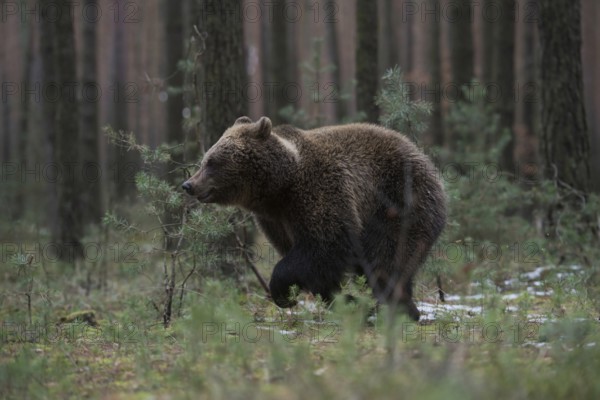 In a sprint... European brown bear (Ursus genus arctos), young bear running at high speed through the undergrowth of a pine forest, presumably chasing the mother (or leading the way, as is often the case)