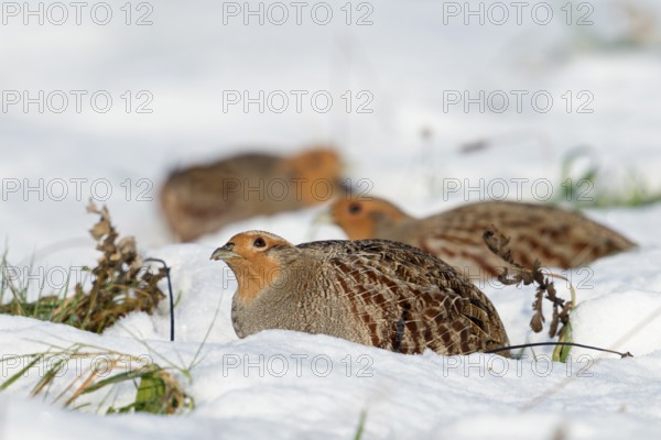 Scrutinising glances at the sky... Grey partridges (Perdix perdix) in winter in the snow, looking for potential danger from birds of prey, endangered species almost everywhere in Germany, ground-nesting bird, Lower Rhine, North Rhine-Westphalia, Germany, Western Europe, Europe