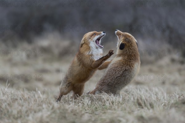 On their hind paws... Red fox (Vulpes vulpes), two foxes fighting, fierce fight, attacking each other, aggressive, threatening with open fangs, showing their teeth with ears laid back, territorial behaviour at rancor time, territorial dispute, native nature, North Holland, Netherlands, Western Europe