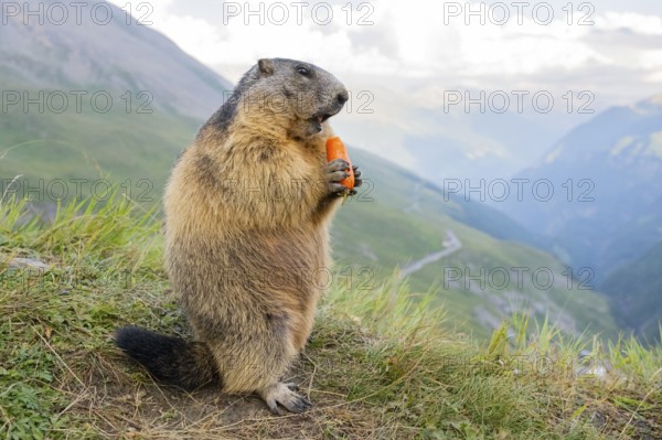Alpine marmot (Marmota marmota) in autumn, Grossglockner, High Tauern National Park, Austria, Europe