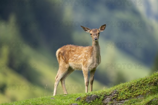 Red deer (Cervus elaphus) fawn on a meadow in tirol, Austria, Europe