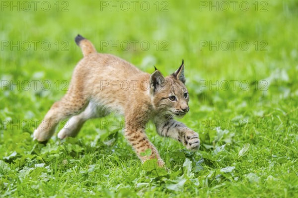 Eurasian lynx (Lynx lynx) youngster on a meadow, Bavaria, Germany, Europe
