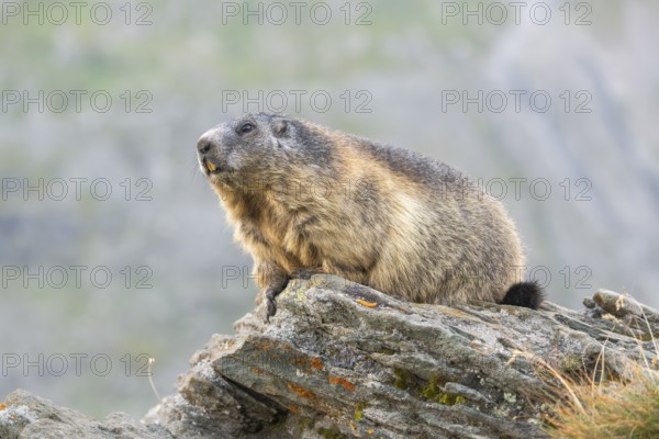 Alpine marmot (Marmota marmota) in autumn, Grossglockner, High Tauern National Park, Austria, Europe