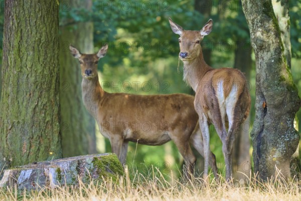 Red deer (Cervus elaphus), two hinds standing in the sparse forest next to large trees and looking alert, Germany, Europe
