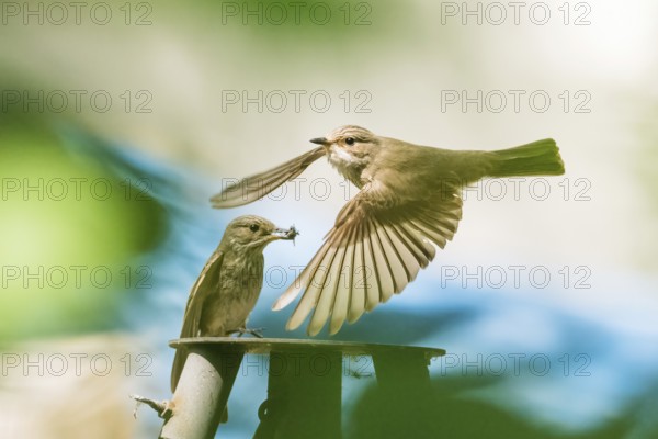 A grey flycatcher (Muscicapa striata) in flight, in the background its partner with food in its beak, standing on a metal platform, against a blurred background, Hesse, Germany, Europe