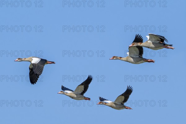 Flock of Egyptian geese (Alopochen aegyptiaca) in flight against blue sky