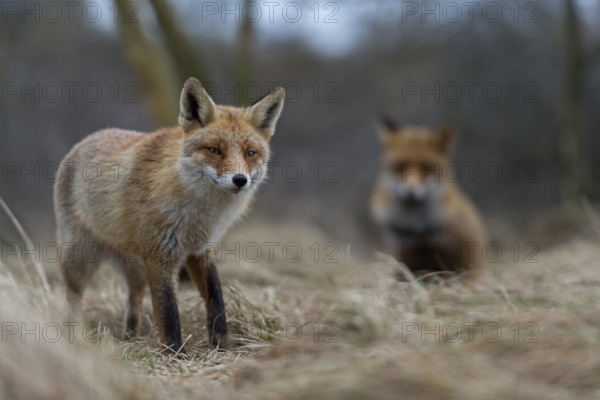 Red foxes (Vulpes vulpes), two foxes, adult animals seek necessary proximity during the breeding season, rare observation, foxes are otherwise usually solitary animals, one sits, the other stands in the dense undergrowth of a bush, native nature, North Holland, Netherlands, Western Europe