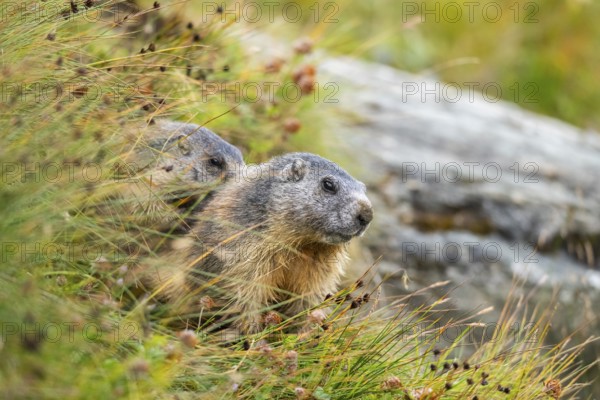 Alpine marmot (Marmota marmota) in autumn, Grossglockner, High Tauern National Park, Austria, Europe