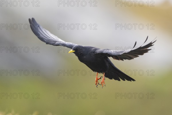 Yellow-billed chough (Pyrrhocorax graculus) in the mountains at Hochalpenstraße, Pinzgau, Salzburg, Austria, Europe