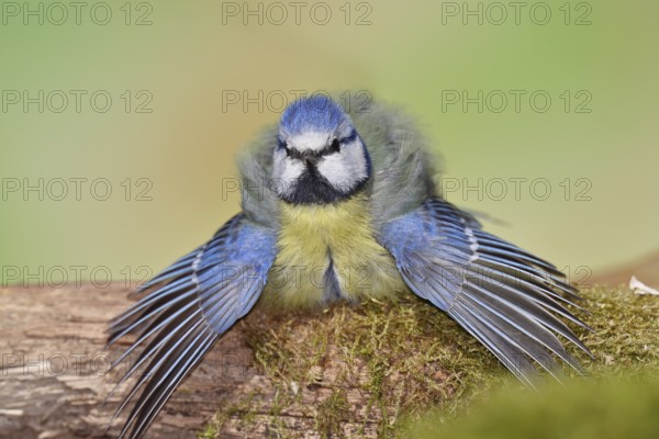 Blue tit (Parus caeruleus), sitting with spread wings on moss-covered dead wood, Wilnsdorf, North Rhine-Westphalia, Germany, Europe