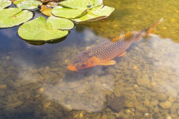 Carp swimming in a clear pond with water lily leaves on the surface, Botanical Garden, The Gardens of Trauttmansdorff Castle, Merano, South Tyrol, Italy, Europe