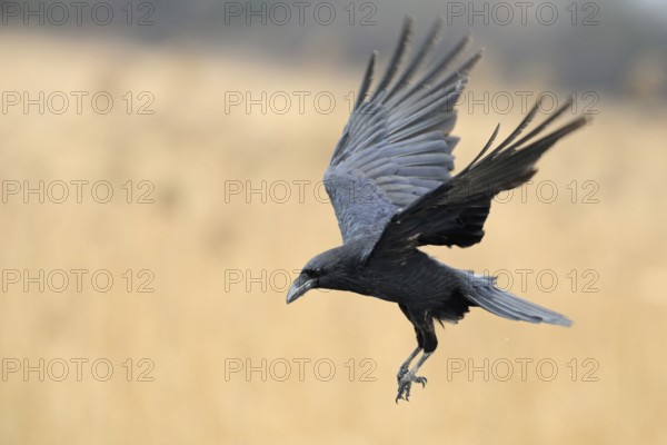 In flight... Raven (Corvus corax), largest native corvid in the air with open wings, preparing to land, cropped in front of a bright, beautiful background (reed, reeds), native birds, wildlife, nature, Mecklenburg-Western Pomerania, Germany, Europe