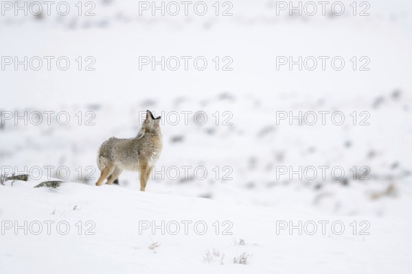 Howling coyote... Coyote (Canis latrans) in winter stands on a hill in the snow and howls, audible from afar, at the top of his lungs, calling for his pack, which answers him from a distance, coyote howling, nature in Yellowstone NP, Wyoming, North America, United States of America
