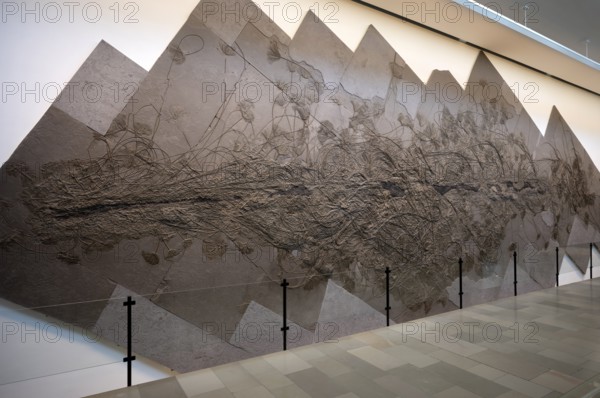 Interior photograph, Seirocrinus subangularis Miller, world's largest colony of crinoids, exhibition, excavation on slate, museum, Urwelt-Museum Hauff, Holzmaden, Baden-Württemberg, Germany, Europe