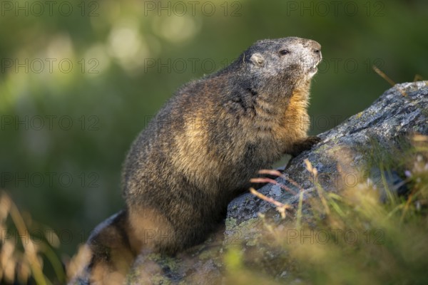 Alpine marmot (Marmota marmota) in autumn, Grossglockner, High Tauern National Park, Austria, Europe