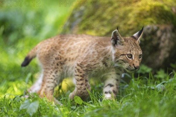 Eurasian lynx (Lynx lynx) youngster on a meadow, Bavaria, Germany, Europe