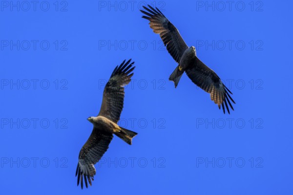 Two birds of prey flying together in the blue sky, harmonious and free, Red Kite, (Milvus milvus) wildlife, Germany, Europe