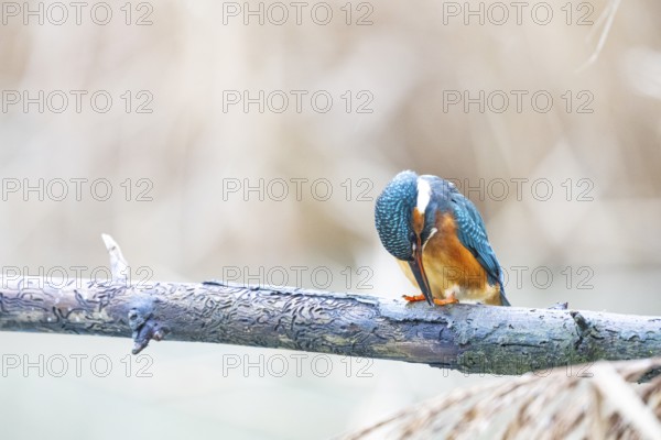 Kingfisher (Alcedo atthis) Germany
