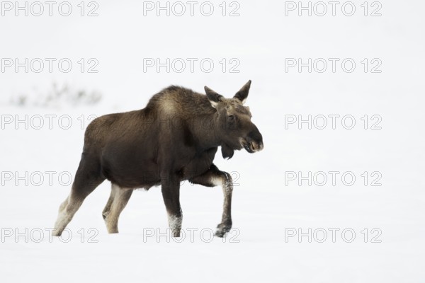 Elk (Alces alces), young bull elk with freshly shed antlers, without antlers in winter, trudging, walking with long legs through the high snow, typical elk posture, funny picture, profile view, side view, nature in Yellowstone NP, Wyoming, North America, United States of America