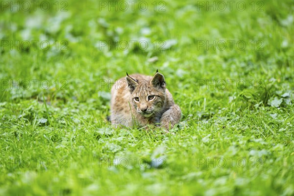 Eurasian lynx (Lynx lynx) youngster on a meadow, Bavaria, Germany, Europe