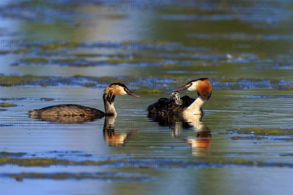 Great Crested Grebe, (Podiceps Scalloped ribbonfish), with chicks, wildlife, Germany, Europe