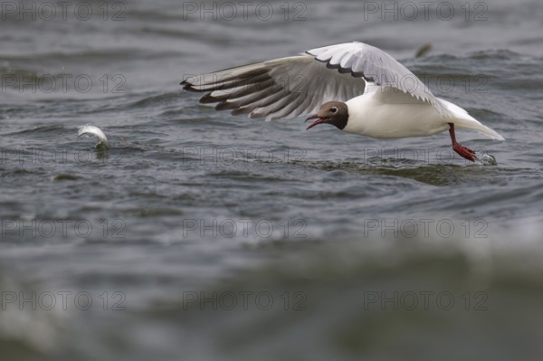 Black-headed gull (Chroicocephalus ridibundus) in summer plumage, flying above the sea surface, looking for small fish, near Hvide Sande, Ringkøbing Fjord, North Sea, Denmark, Europe