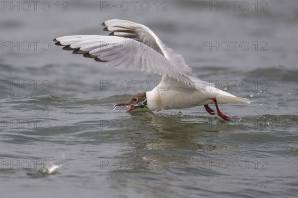 Black-headed gull (Chroicocephalus ridibundus) in summer plumage, looking for small fish, near Hvide Sande, Ringkøbing Fjord, North Sea, Denmark, Europe