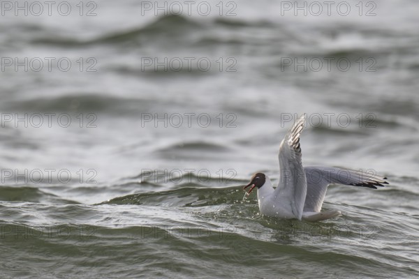 Black-headed gull (Chroicocephalus ridibundus) in summer plumage, swimming on the sea surface, looking for small fish, near Hvide Sande, Ringkøbing Fjord, North Sea, Denmark, Europe
