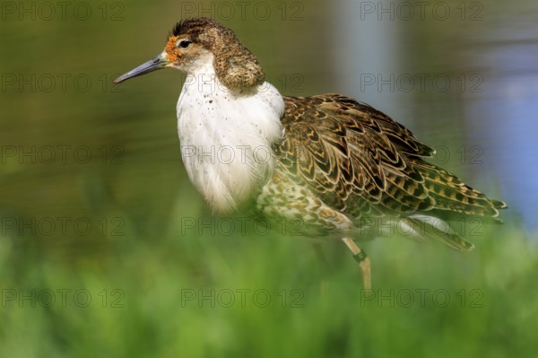 Bird with brown feathers in lateral view, in green surroundings, Ruff (Calidris pugnax, Syn.: Philomachus pugnax), France, Europe
