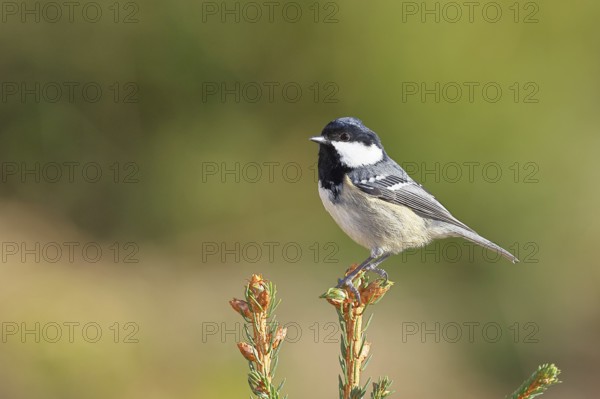Fir tit (Parus ater), sitting on the top of a young spruce, European spruce (Picea abies), Wilnsdorf, North Rhine-Westphalia, Germany, Europe