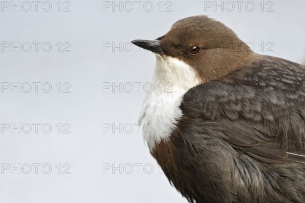 At the close-up limit... White-throated Dipper (Cinclus cinclus) in portrait, highly specialised bird, only native songbird that can dive, lives in clean streams and rivers, finely detailed close-up, head portrait, wildlife, native nature, wildlife, Germany, Europe