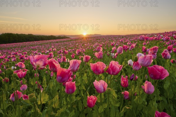 Opium poppy (Papaver somniferum), endless pink flower field at sunrise, with a picturesque sky, summer, Germerode, Geo nature park Park Frau-Holle-Land, Hoher Meissner, Hesse, Germany, Europe
