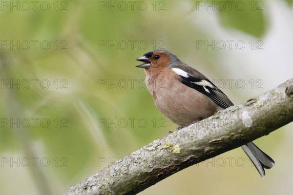 Territorial song... Chaffinch (Fringilla coelebs), singing male in splendour dress, summer dress, native birds, wildlife, nature, North Rhine-Westphalia, Germany, Europe
