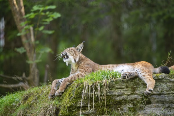 Eurasian lynx (Lynx lynx) on a rock, Austria, Europe