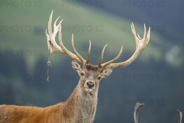 Red deer (Cervus elaphus) stag, portrait, tirol, Kitzbühel, Wildpark Aurach, Austria, Europe