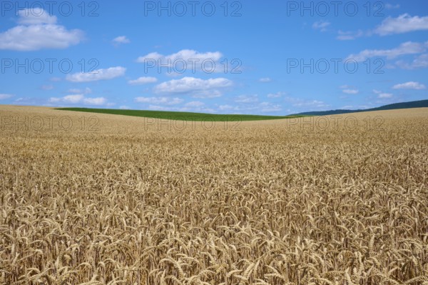 Extensive wheat field stretching to the horizon under a clear sky, summer, Miltenberg, Miltenberg district, Spessart, Bavaria, Germany, Europe