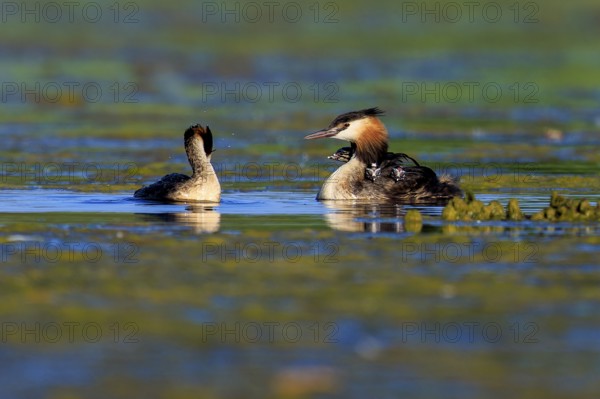 Two great crested grebes interacting in the water, surrounded by tranquil, natural landscape, Great crested grebe, (Podiceps scalloped ribbonfish), with chicks, wildlife, Germany, Europe