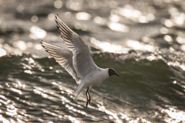 Black-headed gull (Chroicocephalus ridibundus) in summer plumage, flying above the sea surface, looking for small fish, near Hvide Sande, Ringkøbing Fjord, North Sea, Denmark, Europe