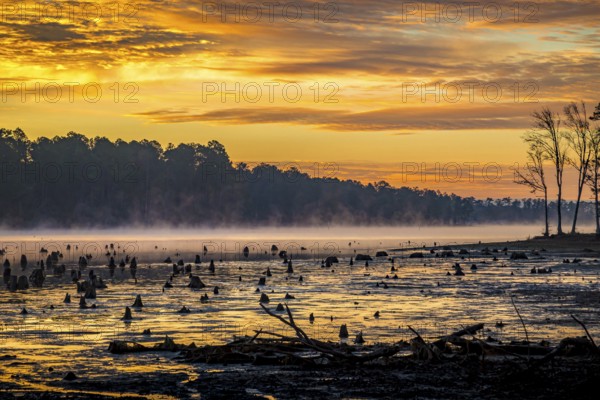 Stumps protrude from low water in Geiger Lake at sunrise in Paul B. Johnson State Park near Hattiesburg, Mississippi, USA, North America