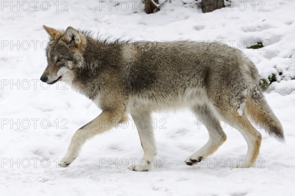 Grey-brown... European gray wolf (Canis l. lupus) in the snow, also called grey wolf or grey wolf, with all the typical and clearly visible external features that distinguish a true wolf from a dog, native nature, animals