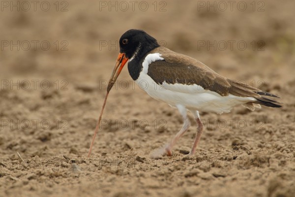 It's all about the worm... Oystercatcher (Haematopus ostralegus), well-known limicole, wading bird, foraging in a field, pulling an earthworm from the ground, using its powerful orange beak as a tool, native birds, animals, nature, North Holland, Netherlands, Western Europe