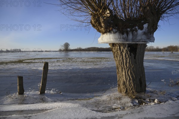 Flood mark... Pollard willow (Salix sp.) during the winter flood Rhineland 2020, 2021 enclosed in ice, ice wreaths on the trees indicate the former maximum level of the Rhine flood, weather situation, Bislicher Insel near Xanten, nationally known nature reserve, Wesel district, Lower Rhine, Rhineland, North Rhine-Westphalia, Germany, Western Europe, Europe