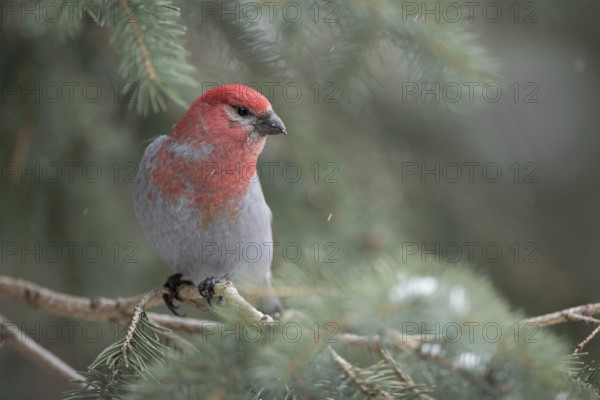 Red head, grey plumage... Hooked Finch (Pinicola enucleator), male in winter during light snowfall, largest European finch, one of the largest finches worldwide, inhabitant of the northern forest zone, typical forest bird, Yellowstone, Wyoming, North America, United States of America