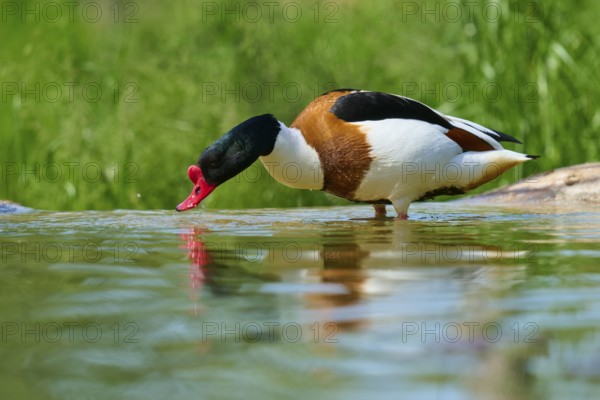 Shelduck (Tadorna tadorna), with striking plumage drinks from the water, France, Europe